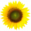 yellow_flower
